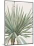 Yucca Gloriosa - Focus-Pierre Joseph Redoute-Mounted Giclee Print