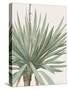 Yucca Gloriosa - Focus-Pierre Joseph Redoute-Stretched Canvas