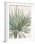 Yucca Gloriosa - Focus-Pierre Joseph Redoute-Framed Giclee Print