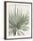 Yucca Gloriosa - Focus-Pierre Joseph Redoute-Framed Giclee Print