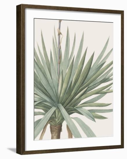 Yucca Gloriosa - Focus-Pierre Joseph Redoute-Framed Giclee Print