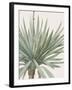 Yucca Gloriosa - Focus-Pierre Joseph Redoute-Framed Giclee Print