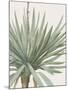 Yucca Gloriosa - Focus-Pierre Joseph Redoute-Mounted Giclee Print