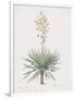 Yucca Gloriosa-Pierre Joseph Redoute-Framed Giclee Print