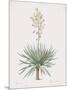 Yucca Gloriosa-Pierre Joseph Redoute-Mounted Giclee Print