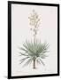 Yucca Gloriosa-Pierre Joseph Redoute-Framed Giclee Print