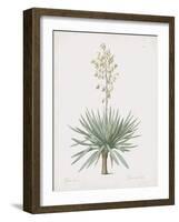 Yucca Gloriosa-Pierre Joseph Redoute-Framed Giclee Print