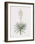 Yucca Gloriosa-Pierre Joseph Redoute-Framed Giclee Print