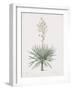 Yucca Gloriosa-Pierre Joseph Redoute-Framed Giclee Print