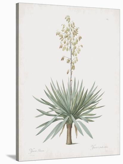 Yucca Gloriosa-Pierre Joseph Redoute-Stretched Canvas