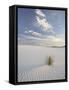 Yucca Growing in Rippled Sand, White Sands National Monument, New Mexico, USA-James Hager-Framed Stretched Canvas