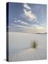 Yucca Growing in Rippled Sand, White Sands National Monument, New Mexico, USA-James Hager-Stretched Canvas