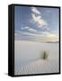 Yucca Growing in Rippled Sand, White Sands National Monument, New Mexico, USA-James Hager-Framed Stretched Canvas