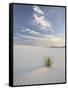 Yucca Growing in Rippled Sand, White Sands National Monument, New Mexico, USA-James Hager-Framed Stretched Canvas