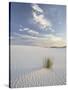 Yucca Growing in Rippled Sand, White Sands National Monument, New Mexico, USA-James Hager-Stretched Canvas