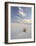 Yucca Growing in Rippled Sand, White Sands National Monument, New Mexico, USA-James Hager-Framed Photographic Print