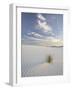 Yucca Growing in Rippled Sand, White Sands National Monument, New Mexico, USA-James Hager-Framed Photographic Print