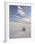 Yucca Growing in Rippled Sand, White Sands National Monument, New Mexico, USA-James Hager-Framed Photographic Print