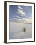 Yucca Growing in Rippled Sand, White Sands National Monument, New Mexico, USA-James Hager-Framed Photographic Print