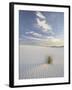 Yucca Growing in Rippled Sand, White Sands National Monument, New Mexico, USA-James Hager-Framed Photographic Print