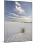 Yucca Growing in Rippled Sand, White Sands National Monument, New Mexico, USA-James Hager-Mounted Photographic Print