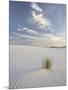 Yucca Growing in Rippled Sand, White Sands National Monument, New Mexico, USA-James Hager-Mounted Photographic Print
