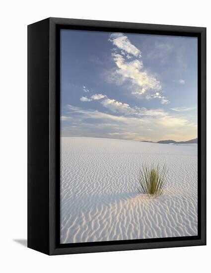 Yucca Growing in Rippled Sand, White Sands National Monument, New Mexico, USA-James Hager-Framed Stretched Canvas