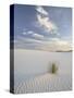 Yucca Growing in Rippled Sand, White Sands National Monument, New Mexico, USA-James Hager-Stretched Canvas