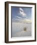 Yucca Growing in Rippled Sand, White Sands National Monument, New Mexico, USA-James Hager-Framed Photographic Print