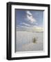 Yucca Growing in Rippled Sand, White Sands National Monument, New Mexico, USA-James Hager-Framed Photographic Print