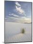 Yucca Growing in Rippled Sand, White Sands National Monument, New Mexico, USA-James Hager-Mounted Photographic Print