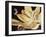 Yucca Moth (Tegeticula Yuccasella), Prodoxidae-null-Framed Giclee Print