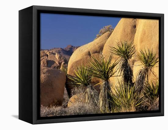 Yucca of Joshua Tree National Monument, California, USA-Art Wolfe-Framed Stretched Canvas