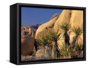 Yucca of Joshua Tree National Monument, California, USA-Art Wolfe-Framed Stretched Canvas