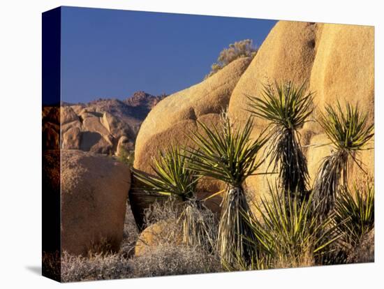 Yucca of Joshua Tree National Monument, California, USA-Art Wolfe-Stretched Canvas