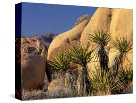 Yucca of Joshua Tree National Monument, California, USA-Art Wolfe-Stretched Canvas