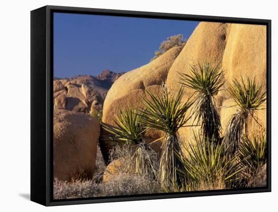 Yucca of Joshua Tree National Monument, California, USA-Art Wolfe-Framed Stretched Canvas