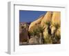 Yucca of Joshua Tree National Monument, California, USA-Art Wolfe-Framed Photographic Print