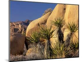 Yucca of Joshua Tree National Monument, California, USA-Art Wolfe-Mounted Photographic Print