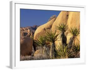 Yucca of Joshua Tree National Monument, California, USA-Art Wolfe-Framed Photographic Print