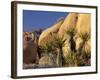 Yucca of Joshua Tree National Monument, California, USA-Art Wolfe-Framed Photographic Print
