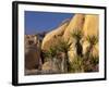 Yucca of Joshua Tree National Monument, California, USA-Art Wolfe-Framed Photographic Print