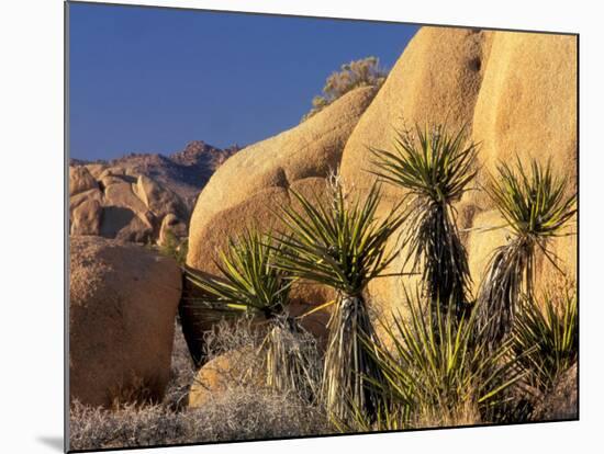 Yucca of Joshua Tree National Monument, California, USA-Art Wolfe-Mounted Photographic Print