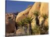 Yucca of Joshua Tree National Monument, California, USA-Art Wolfe-Stretched Canvas