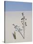 Yucca on Dune, White Sands National Monument, New Mexico, United States of America, North America-James Hager-Stretched Canvas