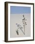 Yucca on Dune, White Sands National Monument, New Mexico, United States of America, North America-James Hager-Framed Photographic Print