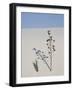 Yucca on Dune, White Sands National Monument, New Mexico, United States of America, North America-James Hager-Framed Photographic Print