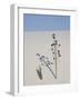 Yucca on Dune, White Sands National Monument, New Mexico, United States of America, North America-James Hager-Framed Photographic Print