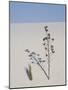 Yucca on Dune, White Sands National Monument, New Mexico, United States of America, North America-James Hager-Mounted Photographic Print