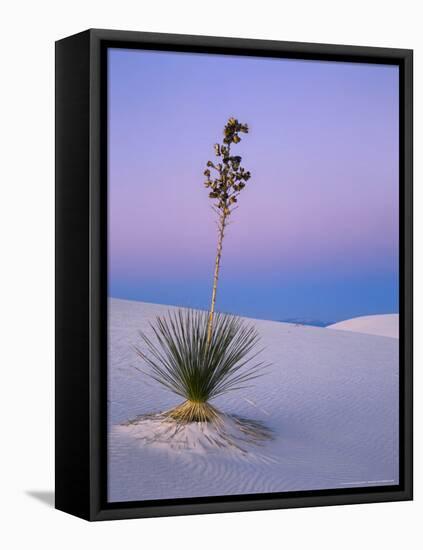 Yucca on Dunes at Dusk, Heart of the Dunes, White Sands National Monument, New Mexico, USA-Scott T^ Smith-Framed Stretched Canvas
